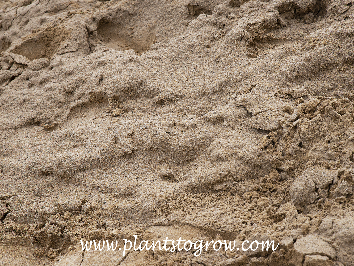 This is beach sand.  It tends to be very uniform in grain size, which occurs from the continuous movement of the waves washing the particles onto the beach.